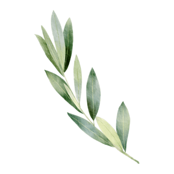 hoja